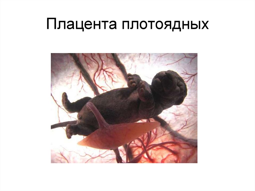 Плацента плотоядных