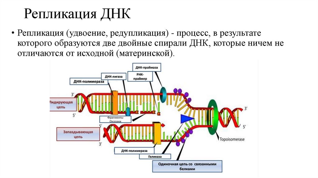 Репликация ДНК