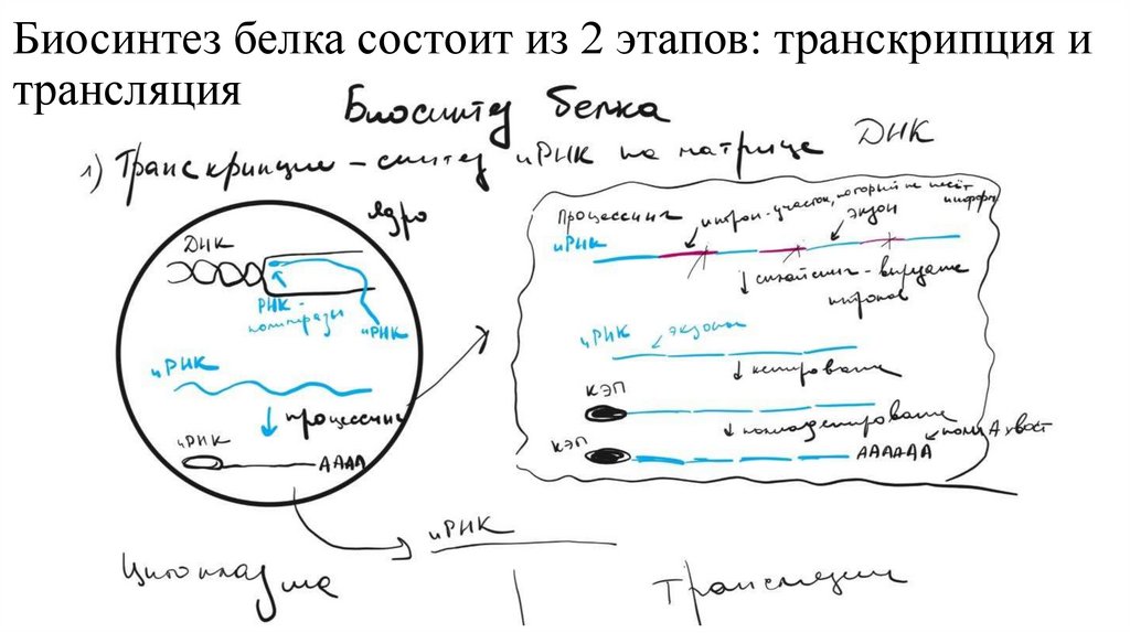 Биосинтез белка состоит из 2 этапов: транскрипция и трансляция