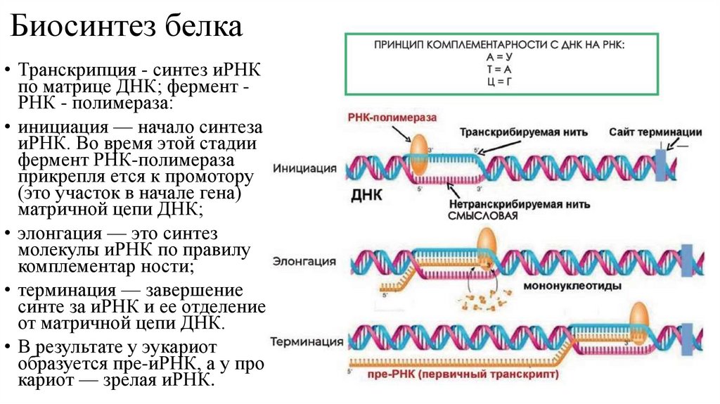 Биосинтез белка