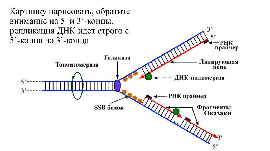 Картинку нарисовать, обратите внимание на 5’ и 3’-концы, репликация ДНК идет строго с 5’-конца до 3’-конца