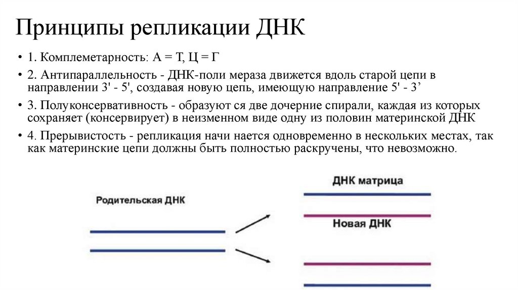 Принципы репликации ДНК