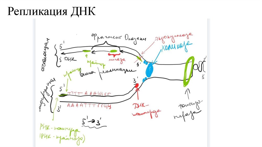 Репликация ДНК