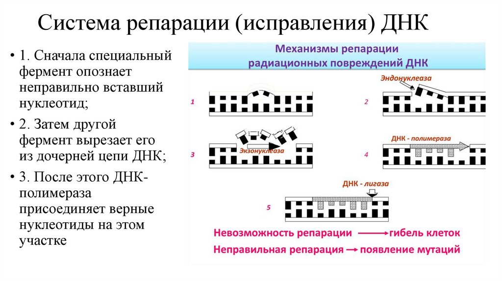 Система репарации (исправления) ДНК