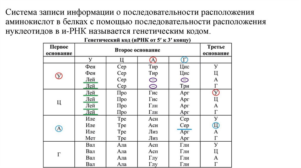 Система записи информации о последовательности расположения аминокислот в белках с помощью последовательности расположения