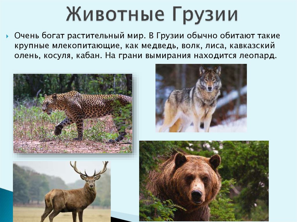 Животные Грузии