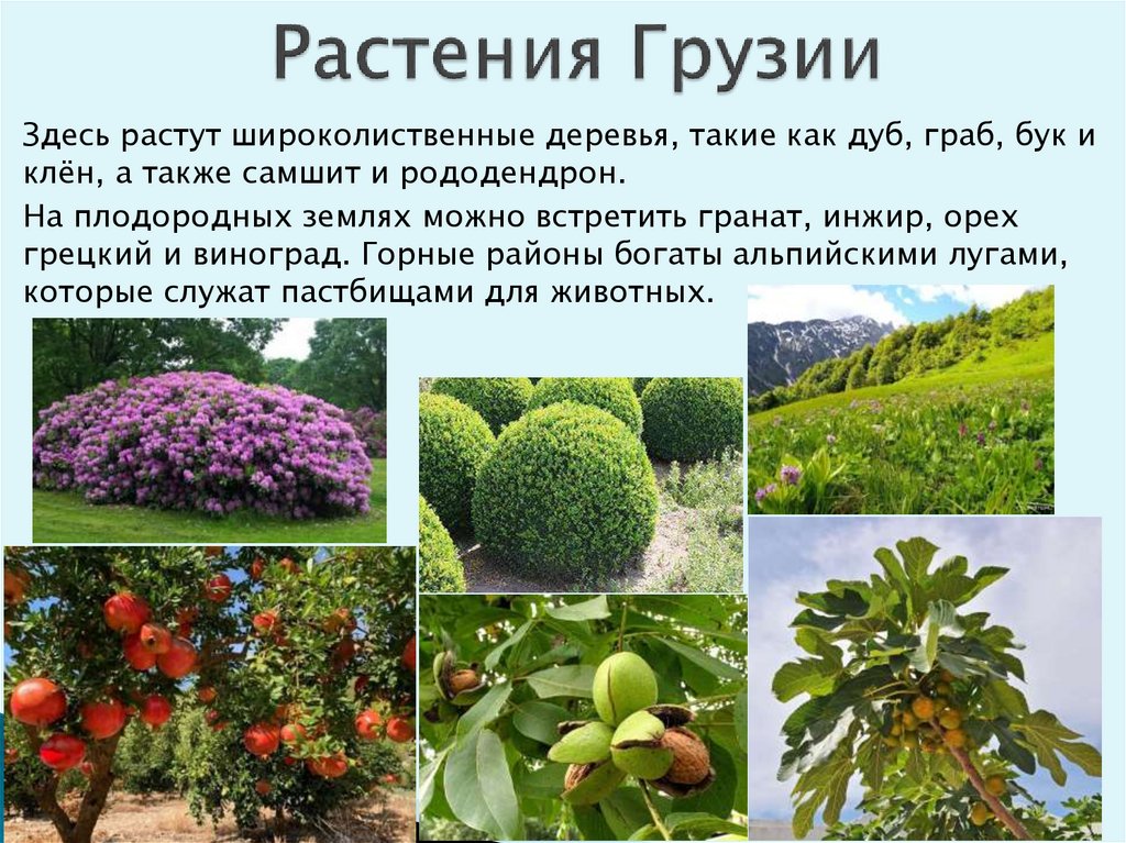 Растения Грузии