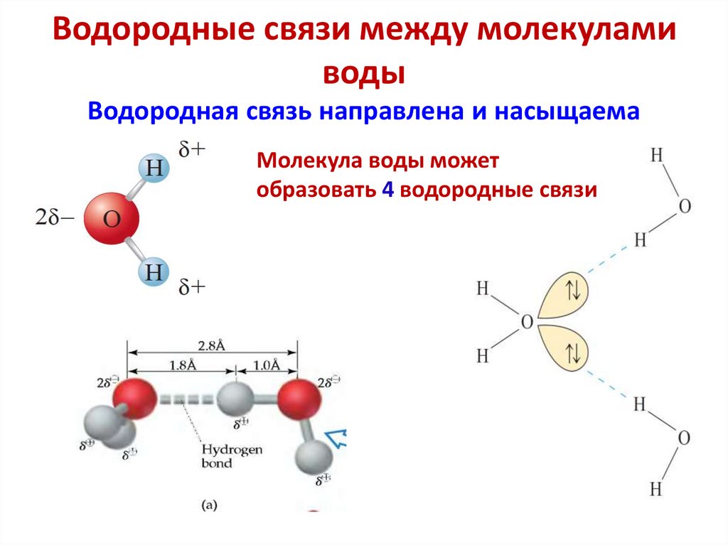 Водородные связи между молекулами воды Водородная связь направлена и насыщаема