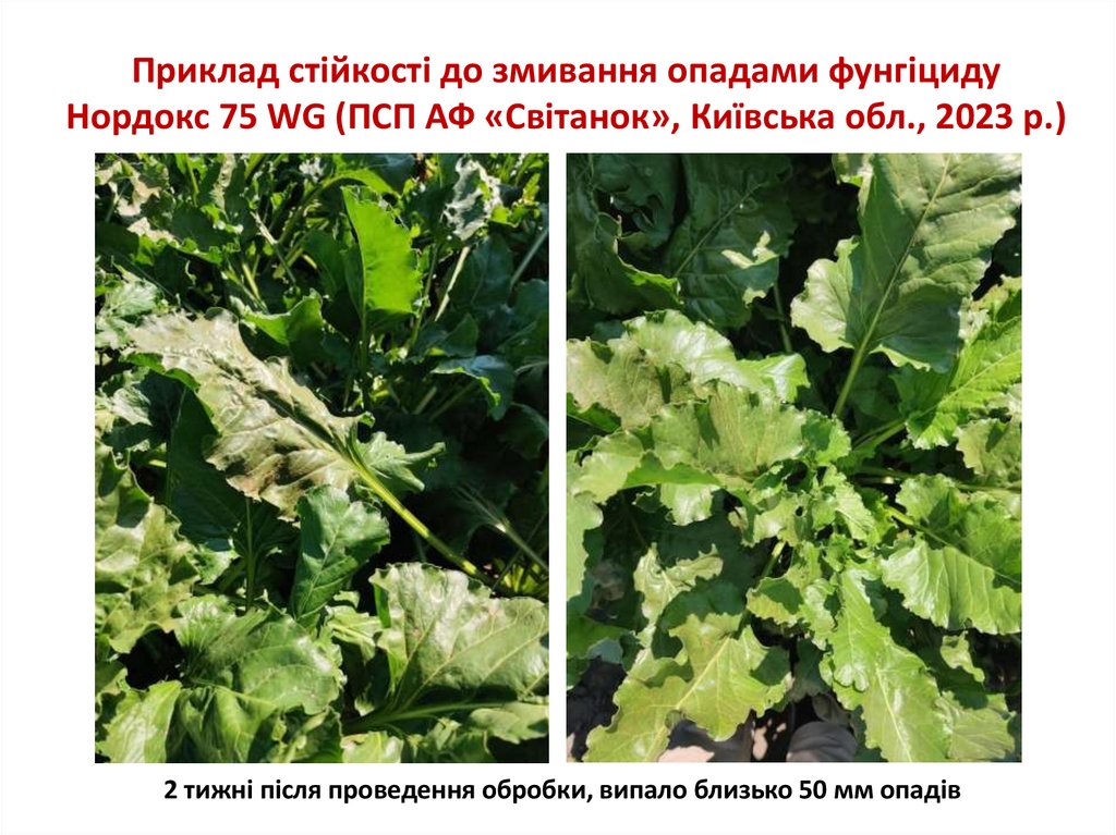 Приклад стійкості до змивання опадами фунгіциду Нордокс 75 WG (ПСП АФ «Світанок», Київська обл., 2023 р.)