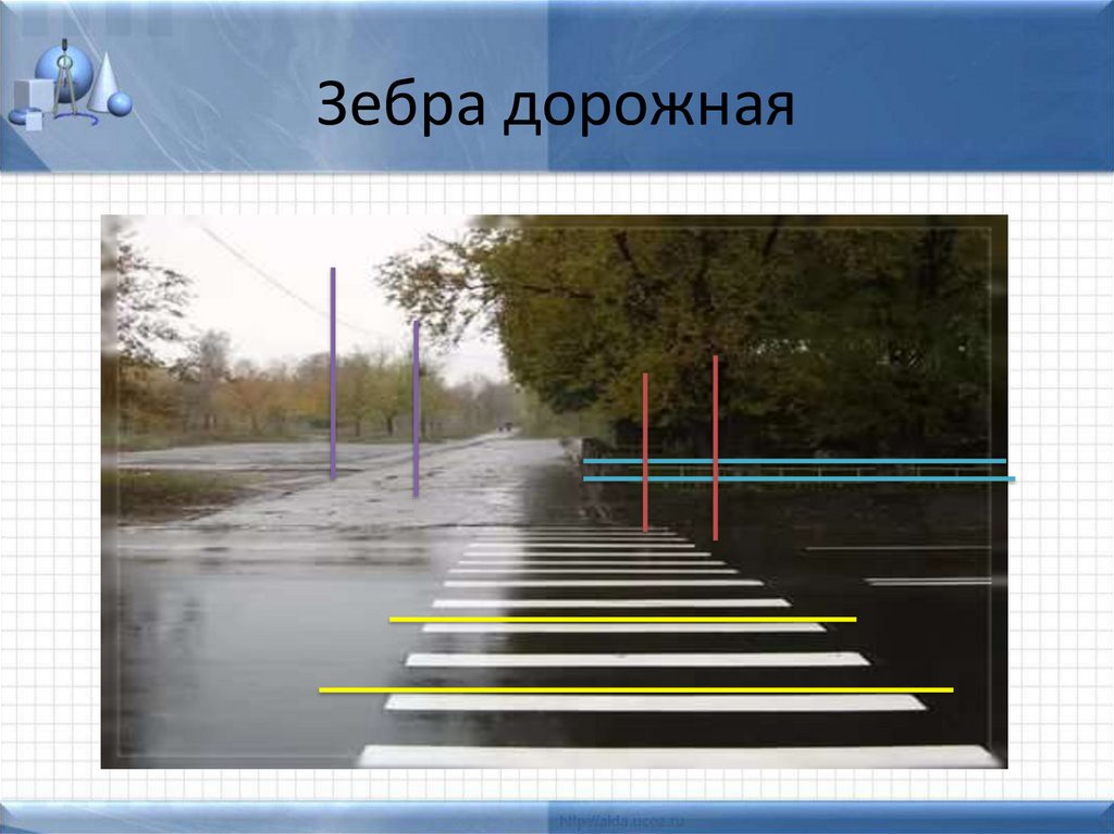 Зебра дорожная