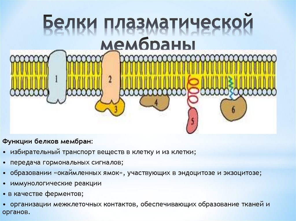 Белки плазматической мембраны