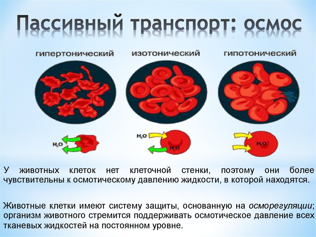 Пассивный транспорт: осмос