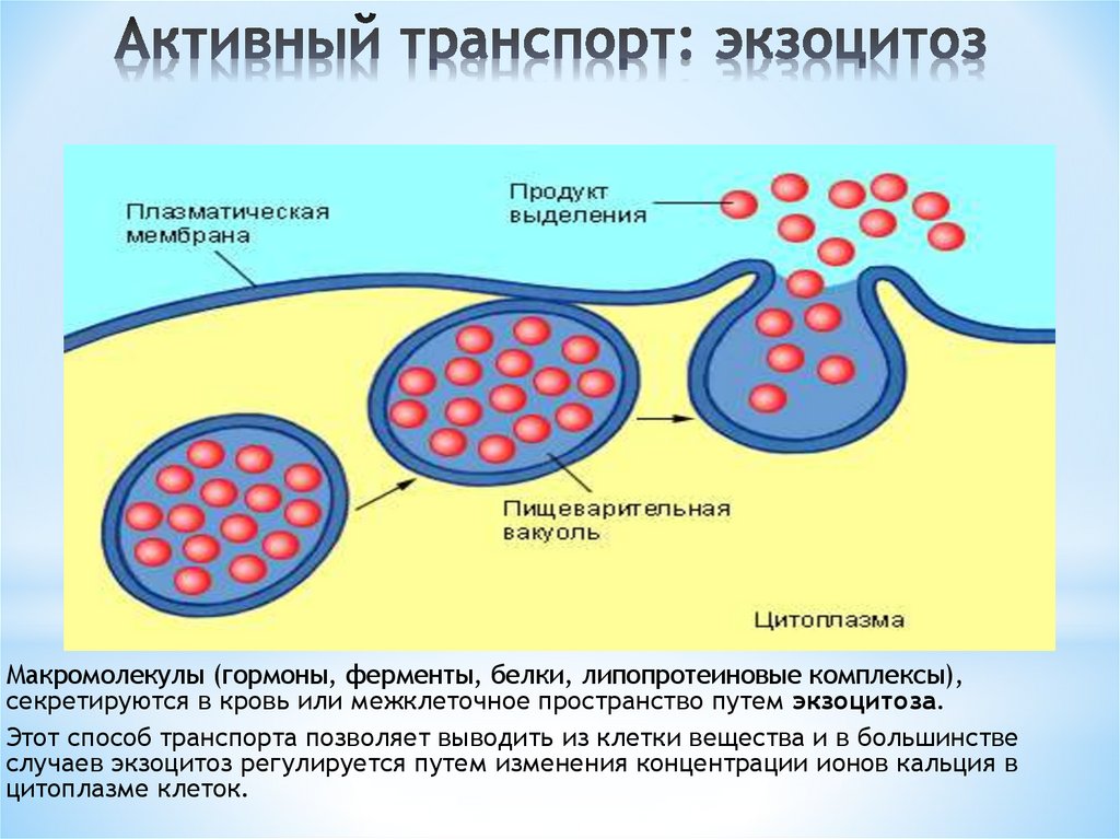 Активный транспорт: экзоцитоз