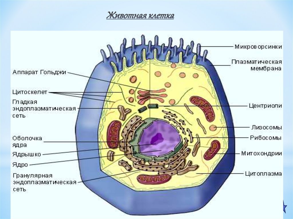 Животная клетка