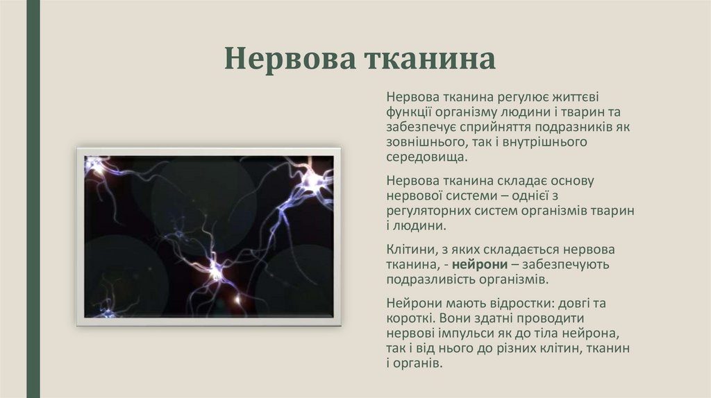 Нервова тканина