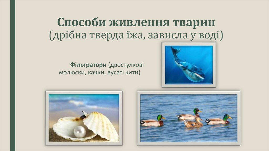 Способи живлення тварин (дрібна тверда їжа, зависла у воді)