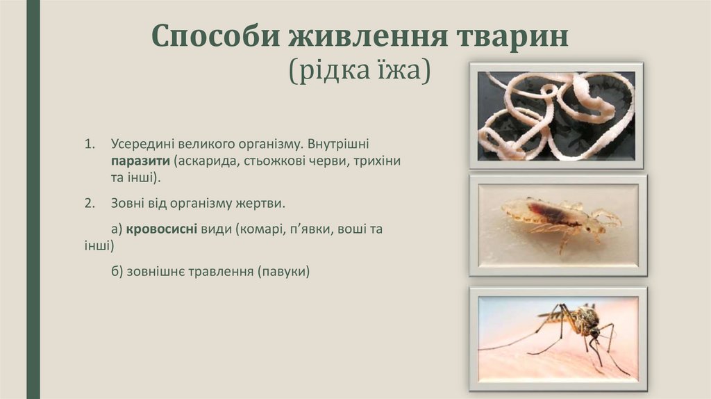 Способи живлення тварин (рідка їжа)