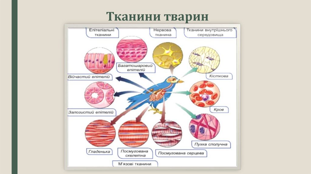 Тканини тварин