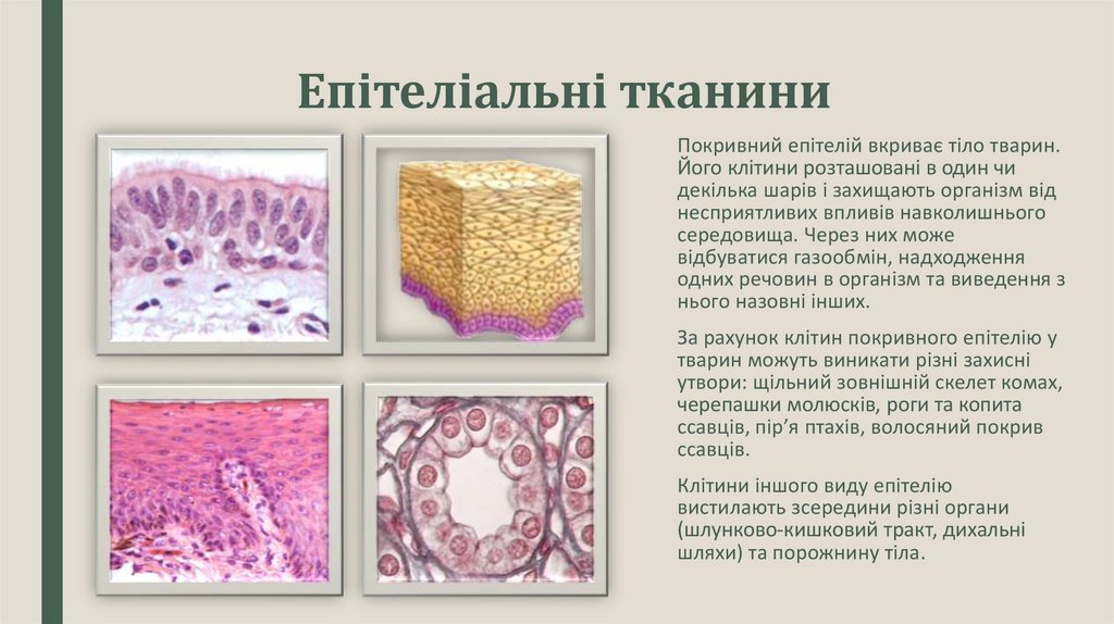 Епітеліальні тканини