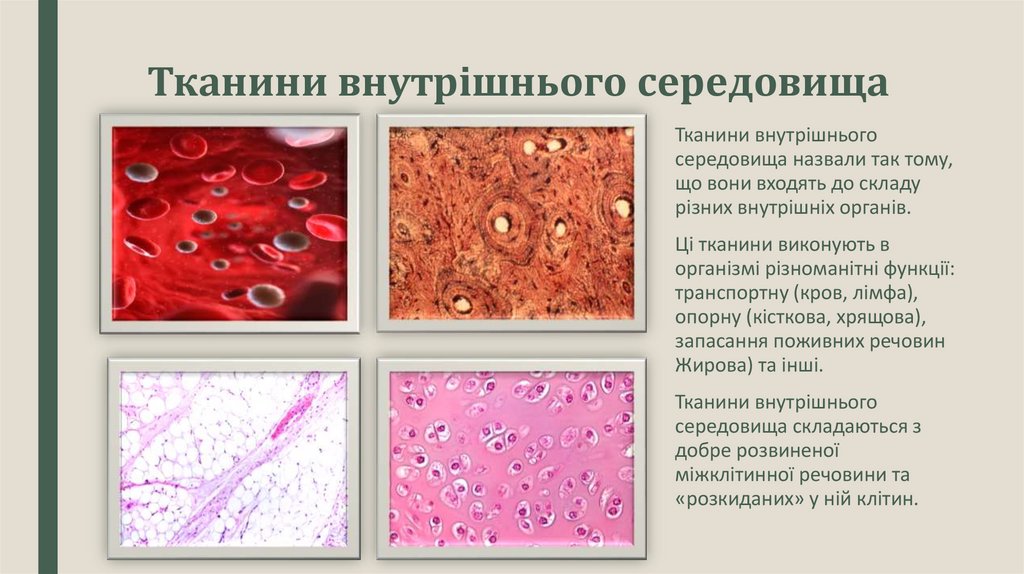 Тканини внутрішнього середовища