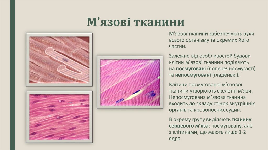 М’язові тканини