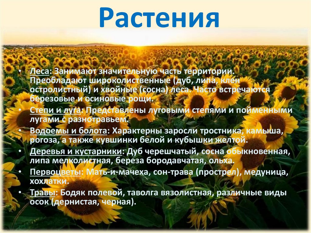 Растения