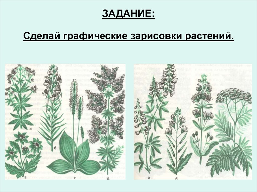 ЗАДАНИЕ: Сделай графические зарисовки растений.
