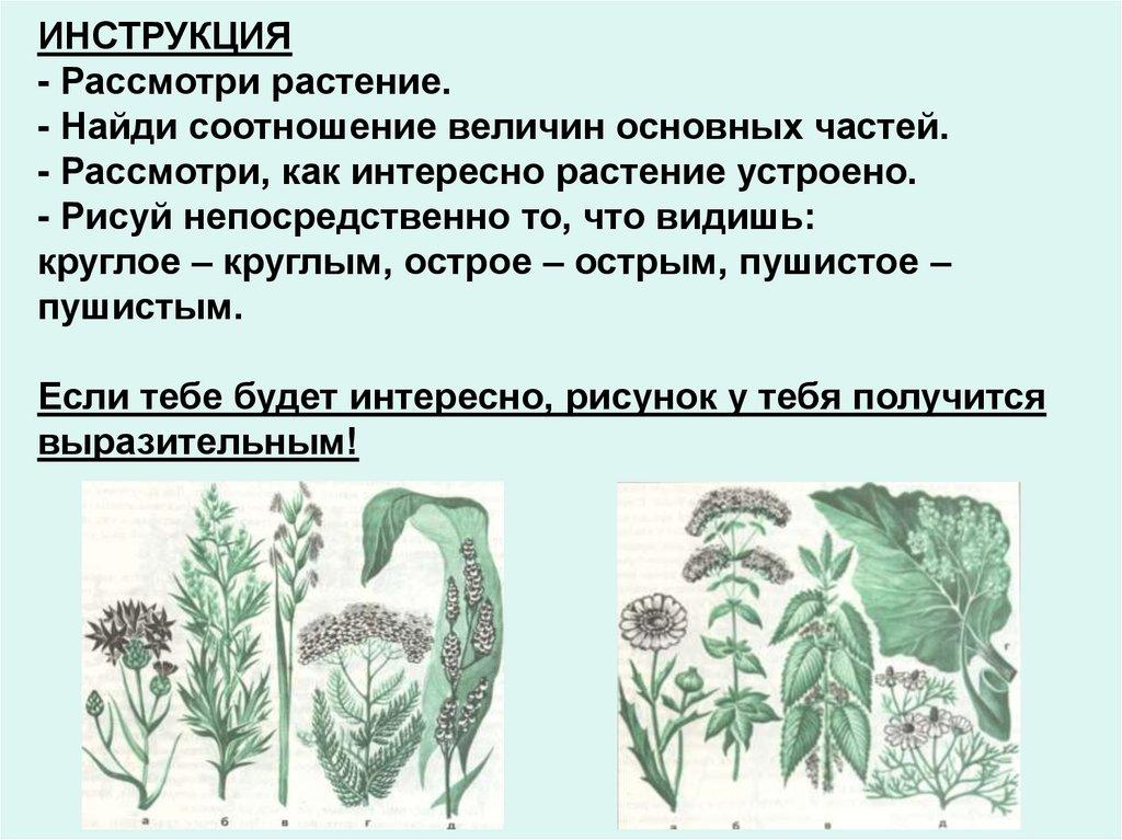 ИНСТРУКЦИЯ - Рассмотри растение. - Найди соотношение величин основных частей. - Рассмотри, как интересно растение устроено. -