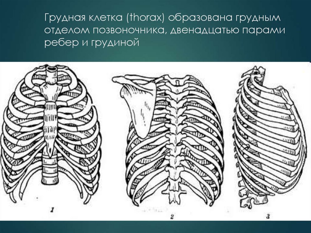 Грудная клетка (thorax) образована грудным отделом позвоночника, двенадцатью парами ребер и грудиной