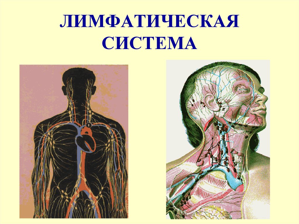 ЛИМФАТИЧЕСКАЯ СИСТЕМА