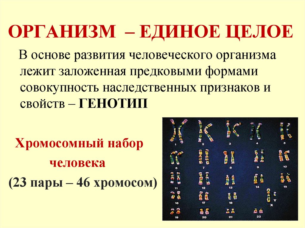 ОРГАНИЗМ – ЕДИНОЕ ЦЕЛОЕ