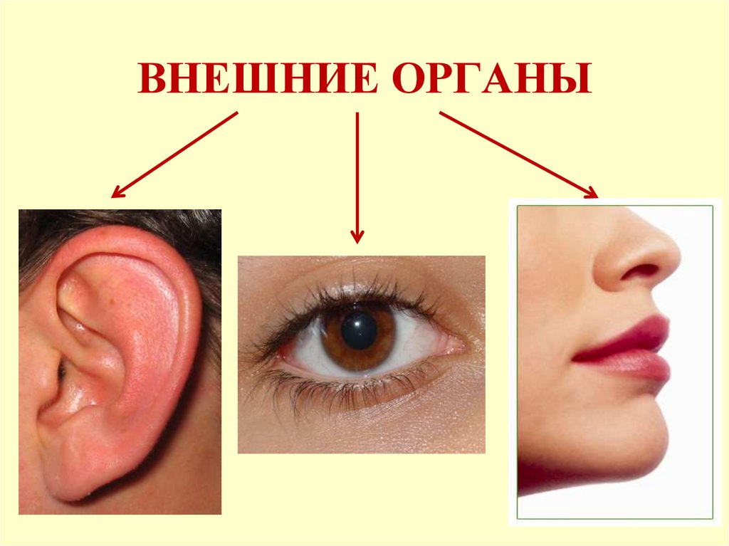 ВНЕШНИЕ ОРГАНЫ