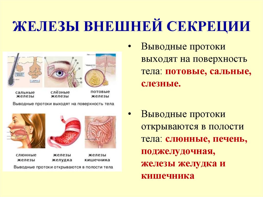 ЖЕЛЕЗЫ ВНЕШНЕЙ СЕКРЕЦИИ