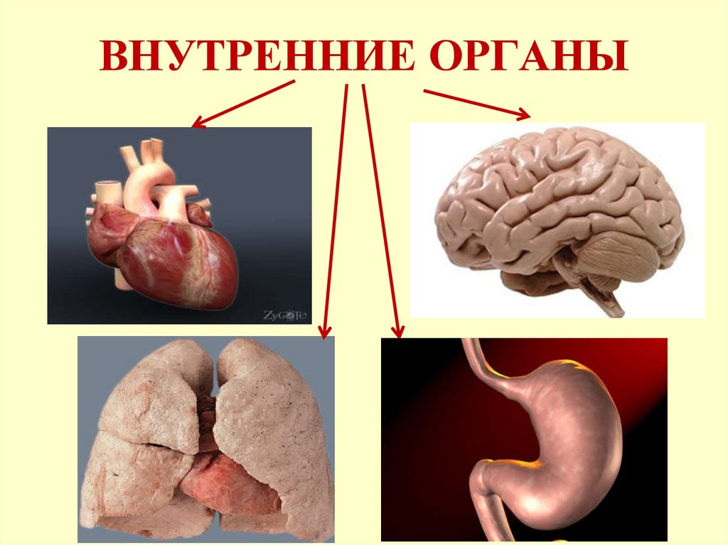ВНУТРЕННИЕ ОРГАНЫ
