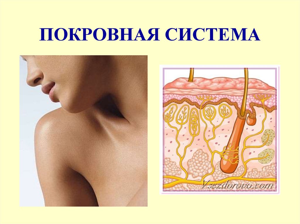 ПОКРОВНАЯ СИСТЕМА