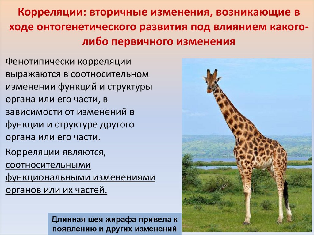 Корреляции: вторичные изменения, возникающие в ходе онтогенетиче­ского развития под влиянием какого-либо первичного изменения