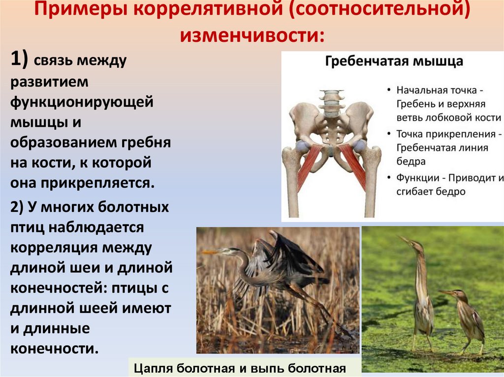 Примеры коррелятивной (соотносительной) изменчивости: