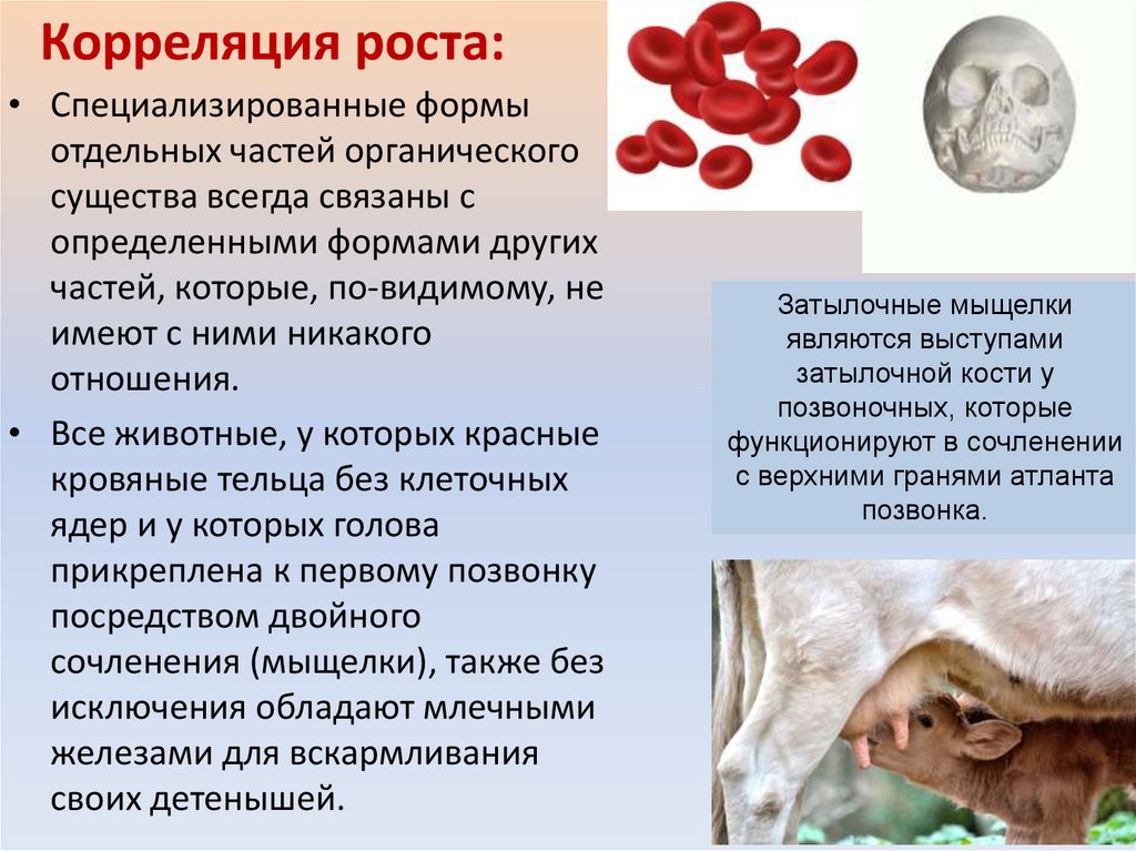 Корреляция роста: