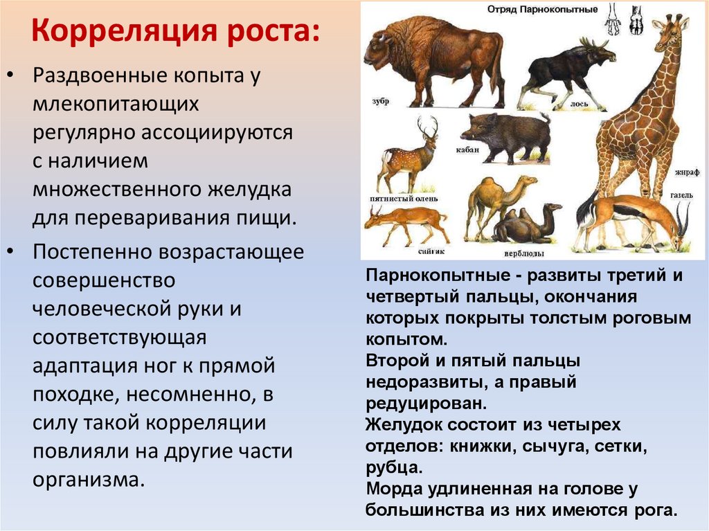 Корреляция роста: