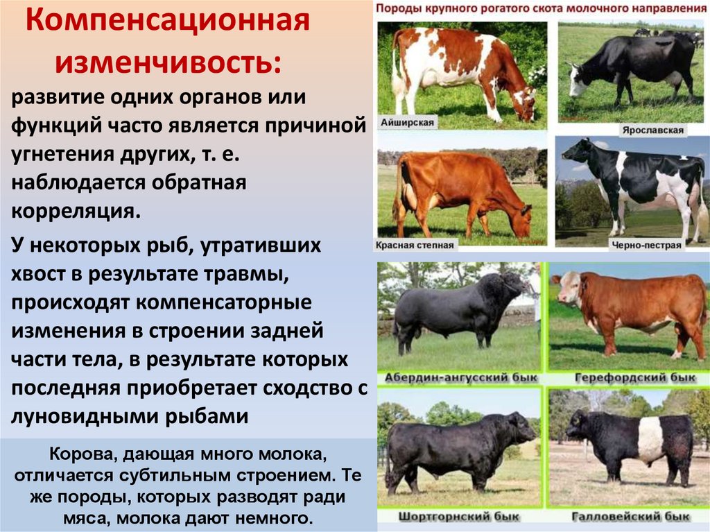 Компенсационная изменчивость: