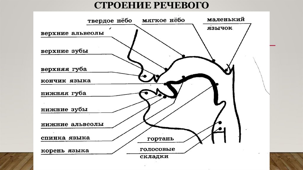 Строение речевого аппарата