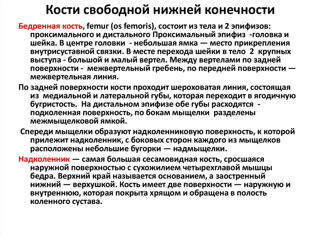 Кости свободной нижней конечности