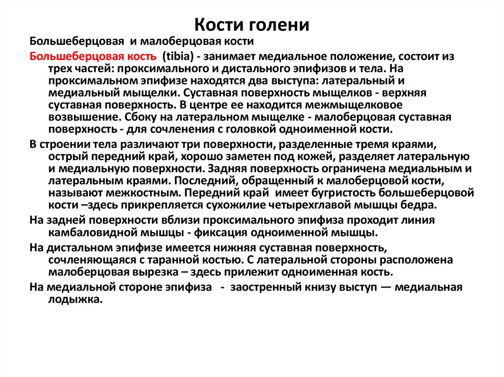 Кости голени