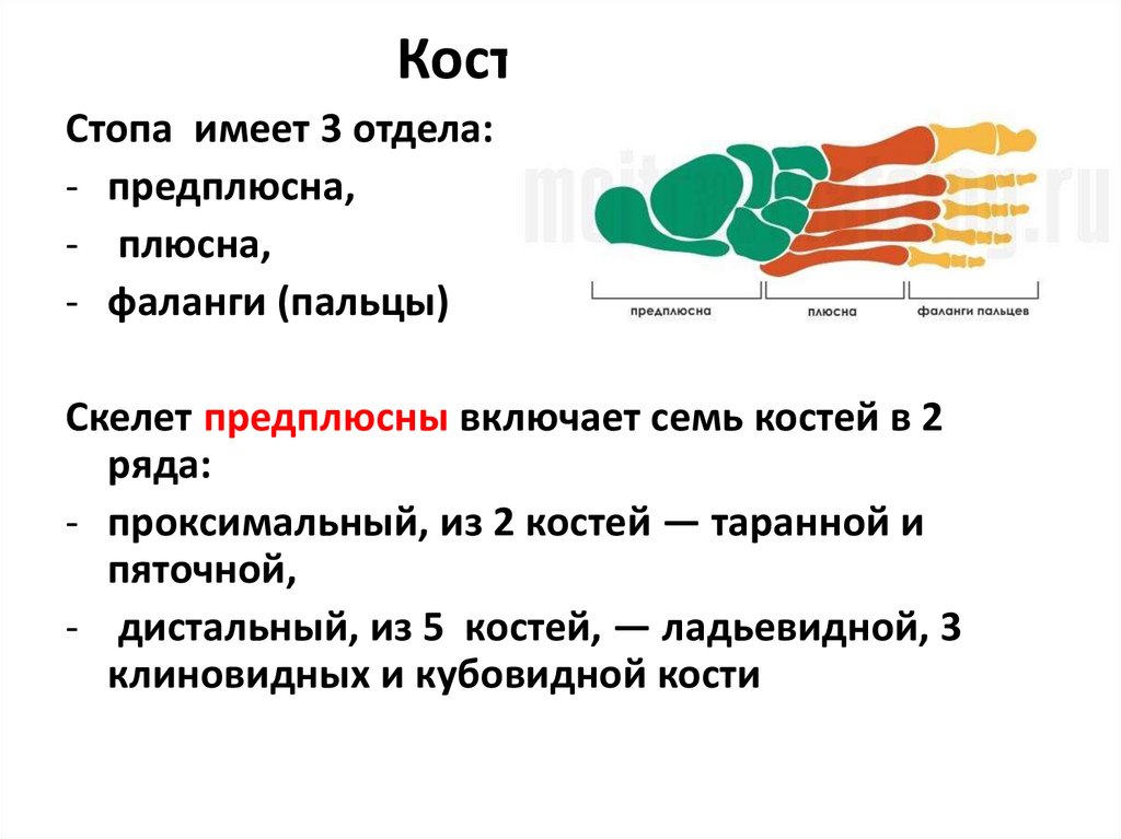 Кости стопы
