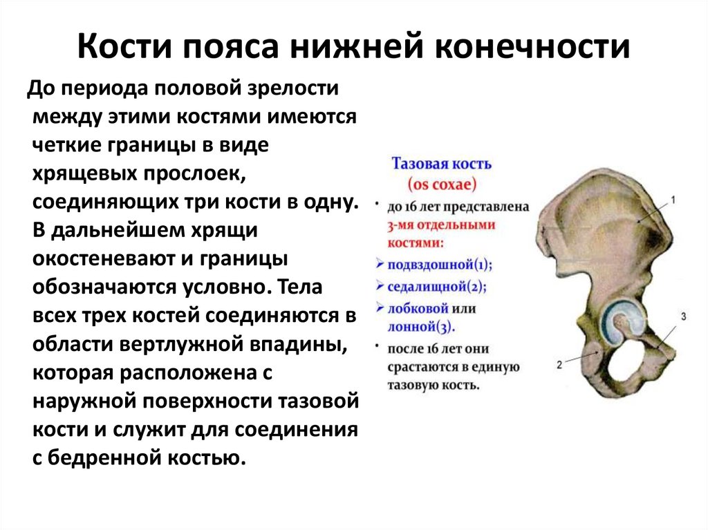 Кости пояса нижней конечности