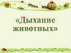 Дыхание животных. Дыхание червей