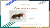 Опасности в лесу. Шершни