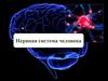 Нервная система человека. Общий обзор нервной системы