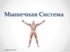 Мышечная Система