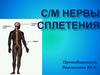С/М нервы Сплетения